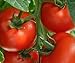 Foto Tomaten Samen Tomaten Saat Saatgut Tomaten Tomatensamen Tomatensamen (IDEAL) neu Bestseller 2025-2024