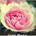 Photo Lot de 20 Graine Rose Rosier ROSE nouveau best-seller 2024-2023