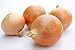 Photo Riverside Sweet Spanish Onion Seeds, 300 Heirloom Seeds Per Packet, Non GMO Seeds new bestseller 2024-2023