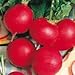 Photo Seed Kingdom Radish German Giant Great Heirloom Vegetable Bulk 6,000 Seeds new bestseller 2024-2023