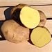 Photo Yukon Gold Potato Seed/Tubers,Yellow-Flesh Standard. wbut2023 (5 Lb) new bestseller 2024-2023