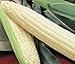 Photo Silver Queen Sweet Corn Seed 1lb new bestseller 2024-2023