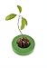 Foto R&R SHOP Avocado Germinator - Maceta flotante para germinación de aguacate, kit de cultivo de semillas, plástico de maíz 100% reciclable y compostable (Verde) nuevo éxito de ventas 2024-2023