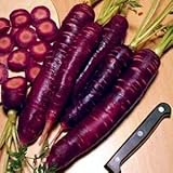 Purple Dragon Carrot 350 Seeds - Absolutely unique! Photo, bestseller 2024-2023 new, best price $1.95 ($0.01 / Count) review