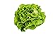 Photo 500 Buttercrunch Lettuce Seeds for Planting - Heirloom Non-GMO Vegetable Seeds for Planting - Hydroponics - Microgreens - AKA Butterhead Lettuce, Boston Lettuce, Bibb Lettuce new bestseller 2024-2023