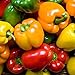 Photo Rainbow Blend Sweet Bell Pepper Seeds, 50+ Premium Heirloom Seeds,So Much Fun!! A Must Have for Your Home Garden! (Isla's Garden Seeds), Non GMO, 85-90% Germination Rates, Seeds new bestseller 2024-2023