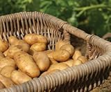 Russet Seed Potatoes NON-GMO Photo, bestseller 2024-2023 new, best price $14.99 review