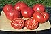 Photo Ohio Heirloom Seeds Beefsteak Tomato Seeds 75+ Heirloom Variety Grown in 2020 new bestseller 2024-2023