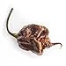 Photo Pepper Joe’s Trinidad Scorpion Chocolate Cappuccino Pepper Seeds ­­­­­– Pack of 10+ Rare Superhot Chili Pepper Seeds – USA Grown ­– Premium Cappuccino Scorpion Seeds for Planting new bestseller 2025-2024