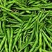 Photo Blue Lake Pole Bean Seeds, 50 Heirloom Seeds Per Packet, Non GMO Seeds, Botanical Name: Phaseolus vulgaris, Isla's Garden Seeds new bestseller 2024-2023