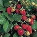 Photo 100 ALPINE STRAWBERRY Fragaria Vesca Fruit Berry Seeds new bestseller 2024-2023