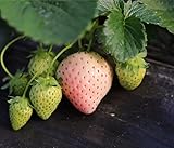 Heirloom Milk Strawberry 200+ Seeds Photo, bestseller 2024-2023 new, best price $7.50 ($0.04 / Count) review