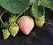 Photo Heirloom Milk Strawberry 200+ Seeds new bestseller 2024-2023