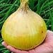 Photo Ailsa Craig Exhibition Onions Seeds (25+ Seeds) new bestseller 2024-2023