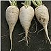 Photo German Beer Radishes Seeds (20+ Seeds) | Non GMO | Vegetable Fruit Herb Flower Seeds for Planting | Home Garden Greenhouse Pack new bestseller 2024-2023