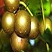 Photo 20 Seeds of Bronze White Muscadine Grape Seeds Wine OR Fresh Grapes new bestseller 2024-2023