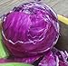 Photo Cabbage Red Acre Great Heirloom Vegetable by Seed Kingdom 700 Seeds new bestseller 2024-2023