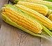 Photo Sweet Corn Seeds for Planting - Kandy Korn Sweet Corn Seed- 300 Count new bestseller 2024-2023