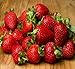 Photo 20 OZARK BEAUTY STRAWBERRY PLANTS - Organic Non GMO Heirloom Fruit - Bare Root new bestseller 2024-2023