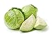 Photo Late Flat Dutch Cabbage Seeds, 1000 Heirloom Seeds Per Packet, Non GMO Seeds, Botanical Name: Brassica oleracea VAR. capitata, Isla's Garden Seeds new bestseller 2024-2023