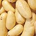 Photo Banana Potato - 6 Seed Potatoes new bestseller 2024-2023