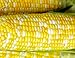 Photo 25 Peaches & Cream Corn Seeds | Hybrid | Instant Latch Garden Seeds new bestseller 2024-2023