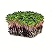 Photo Radish Sprouting Seed - Red Arrow Variety - 1 Lb Seed Pouch - Heirloom Radish Sprouts - Non-GMO Sprouting and Microgreens new bestseller 2024-2023