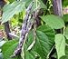 Photo Heirloom Rattlesnake Pole Bean Seeds by Stonysoil Seed Company new bestseller 2024-2023