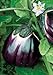 Photo Salerno Seeds Round Sicilian Eggplant Violetta Di Firenze 4 Grams Made in Italy Italian Non-GMO new bestseller 2024-2023