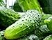 Photo 100 Boston Pickling Cucumber Seeds | Non-GMO | Fresh Garden Seeds new bestseller 2024-2023