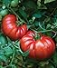 Photo Burpee Steakhouse Hybrid 25 Non-GMO Large Beefsteak Garden Produces Giant 3 LB Fresh Tomatoes | Vegetable Seeds for Planting new bestseller 2024-2023