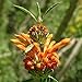 Photo Benoon Graines De Leonotis Leonurus, 100 Pcs/Sac De Graines De Leonotis Leonurus Graines De Fleurs De Queue De Lion Prolifique Tolérantes Planter nouveau best-seller 2025-2024