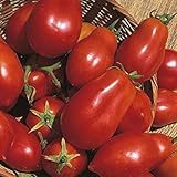 Shop Meeko Tomate - San Marzano - 75 graines Photo, best-seller 2025-2024 nouveau, meilleur prix 4,59 € examen