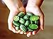 Photo Mouse Melon Seeds | 20 Seeds | Grow This Exotic and Rare Garden Fruit | Cucamelon Seeds, Tiny Fruit to Grow new bestseller 2024-2023