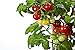 Photo 50 Tiny Tim Tomato Seeds - Patio Tomato, Dwarf Heirloom, Cherry Tomato - by RDR Seeds new bestseller 2024-2023