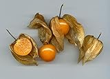 30 Semillas -Physalis peruviana- By Samenchilishop Foto, éxito de ventas 2025-2024 nuevo, mejor precio 1,69 € revisión