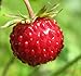 Photo Big Pack - (5,000) Wild Strawberry, Fragaria vesca Seeds - Non-GMO Seeds by MySeeds.Co (Big Pack - Wild Strawberry) new bestseller 2024-2023