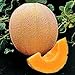 Photo Seed Kingdom Cantaloupe Hales Best Jumbo Melon Heirloom Vegetable 3,000 Seeds new bestseller 2024-2023