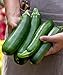 Photo Burpee Fordhook Zucchini Summer Squash Seeds 50 seeds new bestseller 2024-2023