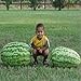 Photo Carolina Cross Watermelons Seeds (25+ Seeds) new bestseller 2024-2023