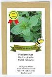 Pfefferminze - Mentha piperiata - 1500 Samen Foto, Bestseller 2024-2023 neu, bester Preis 1,95 € Rezension