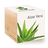 Feel Green 296244 Ecocube Aloe Vera, Nachhaltige Geschenkidee (100% Eco Friendly), Grow Your Own/Anzuchtset, Pflanzen Im Holzwürfel, Made in Austria Foto, Bestseller 2024-2023 neu, bester Preis 8,59 € Rezension