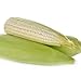 Photo David's Garden Seeds Corn Dent Hickory King 2993 (White) 50 Non-GMO, Heirloom Seeds new bestseller 2024-2023