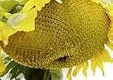 25 Seeds (PKD) Sunzilla Sunflower Photo, bestseller 2024-2023 new, best price $40.00 review