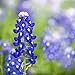 Photo Texas Bluebonnet Seeds (Lupinus texensis) - Over 1,000 Premium Seeds - by 'createdbynature' new bestseller 2024-2023