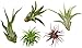 Photo Variety Pack of Small Tillandsia Air Plants, Assortment of Exotic, Low Maintenance Live Air Plants Including Ionantha Rubra, Caput-Medusae, Harrissi, Velutina, & Ionantha Fuego Plants! (Set of 5) new bestseller 2024-2023