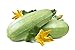 Photo Summer Squash, Zucchini Grey Seeds new bestseller 2024-2023