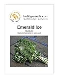 Kohlsamen Emerald Ice Bündelkohl Portion Foto, Bestseller 2024-2023 neu, bester Preis 2,95 € Rezension