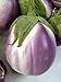 Photo Rosa Bianca Eggplant Seeds, 100+ Heirloom Seeds Per Packet, (Isla's Garden Seeds), Non GMO Seeds, Botanical Name: Solanum melongena new bestseller 2024-2023