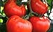 Photo 250 Tomato Seeds Manitoba| Non-GMO | Fresh Garden Seeds new bestseller 2024-2023